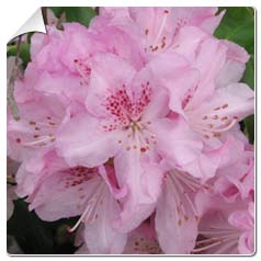 Rhododendron Robert Seleger